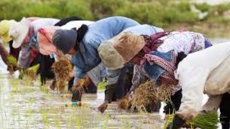 Danak dak sap Cam 13_01_2026