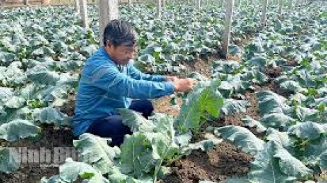 Danak dak sap Cam 14_01_2025