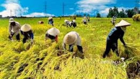 Danak dak sap Cam 27_01_2026