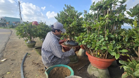 Pơlei pơtăm ‘long mai An Nhơn Bắc (Gia Lai) mât lơ̆m pơyan tĕch ƀât Têt