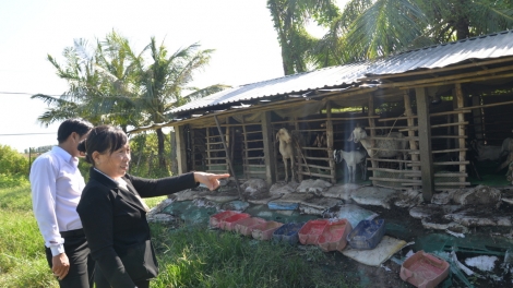 ទម្រង់ចិញ្ចឹមពពែចាកផុតពីភាពក្រីក្រនៅឃុំហ្វាប៊ិញ ខេត្តកាម៉ាវ។