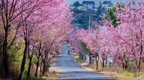 Mùa xuân về với Tây Nguyên