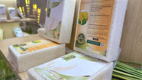 គម្រោងស្រូវ១លានហិចតា កំណត់រូបរាងនៃការអភិវឌ្ឍស្រូវអង្ករវៀតណាមដោយចីរភាព។