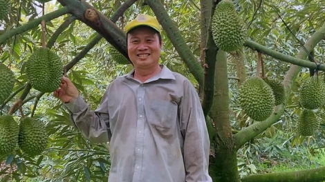 កសិករហ្វិញថាញ់ឡឹម និងបំណងប្រាថ្នាលើកកម្ពស់តម្លៃទុរេននៅឃុំញើងអាយ។