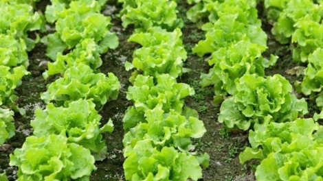 CHAY VẠ NGÒI CHƯỚNG CO PHJẮC DIỂP