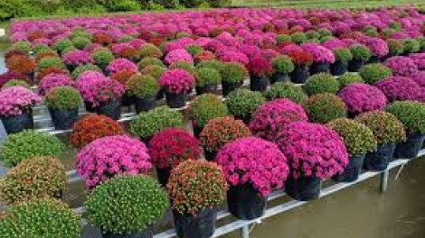 Danak dak sap Cam 30_01_2026