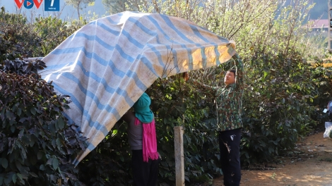 Ngon tô thứ 2 mự 12 bườn 01 pì 2026 – Tiện tô cắp lung Quang Vằn Chò, dú bản Kiểng, xã Mương Ék, tỉnh Sơn La ma tang luông pảy chự cò cả phề cuồng gian phạ nào cưm