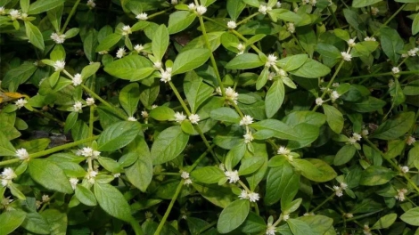 Biăp pai n’ha rhŭm- Ndơ sa kah bâh nuĭh Bahnar.