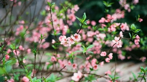 MÙA XUÂN TRÊN QUÊ HƯƠNG