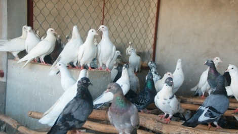 SLON LIỆNG NỔC CU