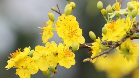 Lắng nghe mùa xuân về