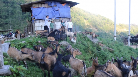 CAO BẰNG: CHÈN DIM PANG CHỎI VIỂC HẾT CỎP FẤN TẢ KHỎ HÂNG RÌ