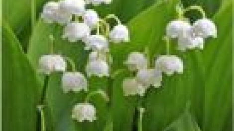 Nắng gió Cao nguyên