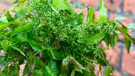 Tang Liang: kơchâi kong “xăng la hơ-iâ”