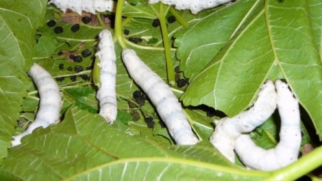 Xiâm kối khoh ai Hdrong mơjiâng prế