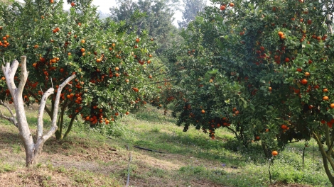 Nôngx mênhx zuôr tsuv pâuz hnuz 24-02-2026 