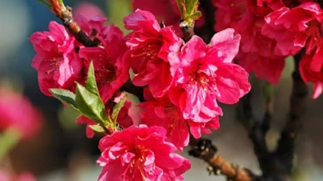 CHƯƠNG TRÌNH KHAY HENG TÀY-NÙNG (Thứ 6, vằn 20/2/2026) XO 4 NÈN CHIÊNG BÍNH NGỌ