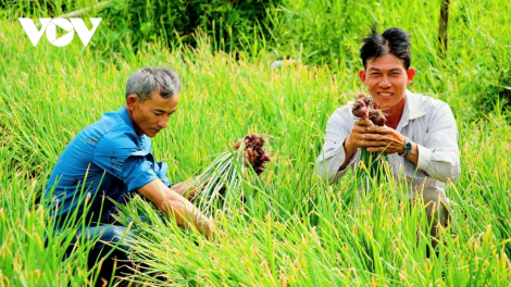 CAN THO: LAGAIH HATAI MENG BRUK PALA IEK PAJAIH LASUN BAHRAU MBOH JENG