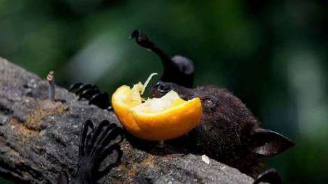 RƠƠT LÂNG VIRUS NIPAH N’ĐHANG ĐHA NUÔR OÓ LÂH K’RANG K’PÂN