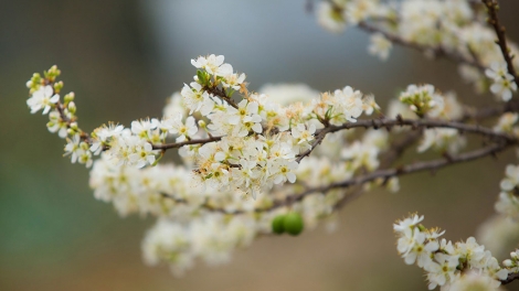 HÂN NOO HA PRUÔT COH DA DING CA COONG