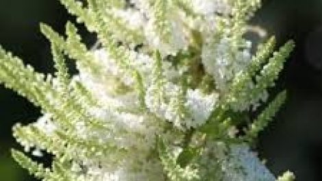 Danak dak sap Cam 10_02_2026