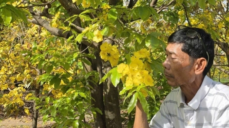 Yak hloh pơyan Têt ƀlŏk hơdơ̆r tơ̆ pơlei pơkao rung reng Hàm Hiệp, dêh char Lâm Đồng