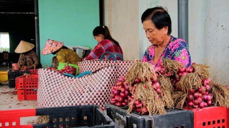 ការងារស៊ីឈ្នួលចងខ្ទឹមក្រហមនៅវិញចូវ បង្កើតចំណូលស្ថិរភាពជូនពលករ ពលការិនីនៅតំបន់ប្របសមុទ្រ។	