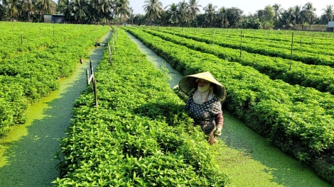 រដ្ឋជួយបង្កើតរបររកស៊ីចិញ្ចឹមជីវិត ប្រជាជនមានការខិតខំប្រឹងប្រែង។