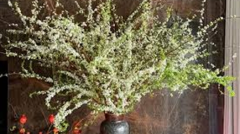 Danak dak sap Cam 12_02_2026