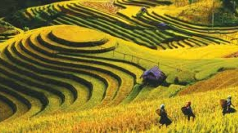 GIÓ XUÂN TRÊN CÁNH ĐỒNG