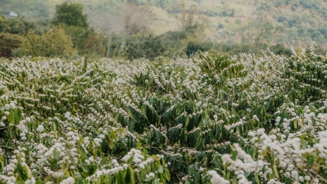 Tháng ba Tây Nguyên