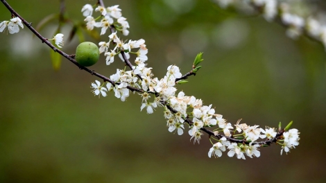 PÂY CHỒM BJOÓC MẶN PHÔNG KHAO DÚ BẮC HÀ (LÀO CAI)