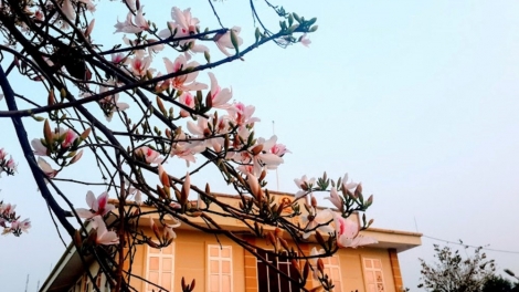 DƯƠNG CHỒM TÂY BẮC SLÌ BJOÓC BAN PHÔNG