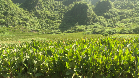 CAO BẰNG: CO MẰN TOONG PANG HẨƯ PỈ NOỌNG HẾT KIN ĐẢY MẮN CHẮN