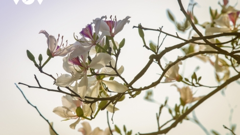 CHƯƠNG TRÌNH KHAY HENG TÀY- NÙNG (Thứ Hai, vằn xo 2 bươn 3 pi 2026)