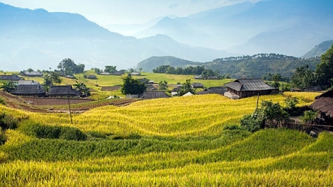 Phai paz nhây phiến