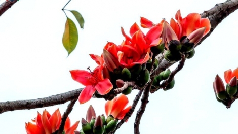 CHƯƠNG TRÌNH KHAY HENG TÀY-NÙNG (Thứ 7- Vằn xo 7/3/2026)