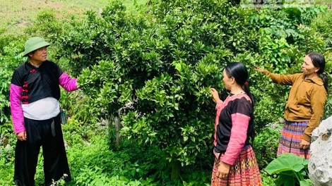 Tsaz yênhx nta suôz luk Hmôngz hmo 14-3-2026