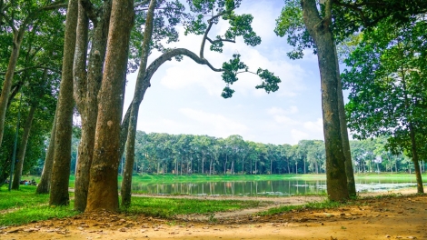 ដើមឈើជាដួងព្រលឹងក្នុងបរិយាកាសវប្បធម៌របស់វត្តអារាម