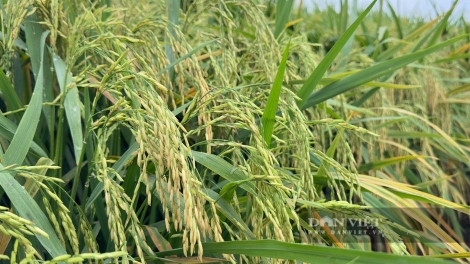 URANG NGAK NONG BHUM TANERAN KRAONG CUU LONG DUAH PAJAIH PADAI ASAR SIAM GLAONG