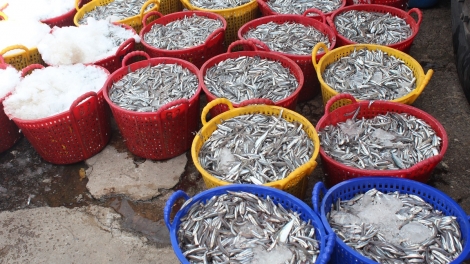 Têa măm Phan Thiết: Troăng prôk 300 hơnăm ƀă troăng troh tơmeăm kơnía túa lĕm tro