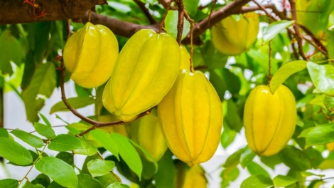 CHAY VẠ CHƯỚNG CO MÁC FƯỜNG THƯƠNG