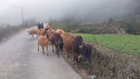 BĐPP TUYÊN QUANG PANG CHỎI MÒ FẰN HẨƯ BẠI LƯỜN KHỎ