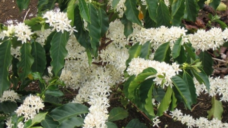  Ngon tô thứ 2 mự 2 căm bườn 3 pì 2026 – Bai tiện tô cắp ai Lò Đức Chí, dú bản Na Càng, xã Mương Chanh, tỉnh Sơn La.