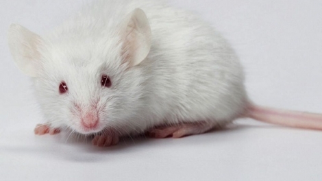 នាងកណ្តុរសសុភមង្គល