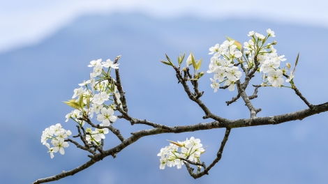 CHƯƠNG TRÌNH KHAY HENG TÀY - NÙNG (Thứ 6, vằn xo 6 bươn 3 pi 2026)