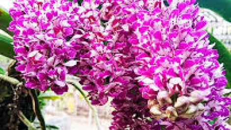 Danak dak sap Cam 20_03_2026