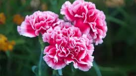 Danak dak sap Cam 23_03_2026