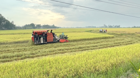 ដំណាំអាហារចាក់ឫសលើតំបន់ដីខ្សត់ជីជាតិឡុងហេប 
