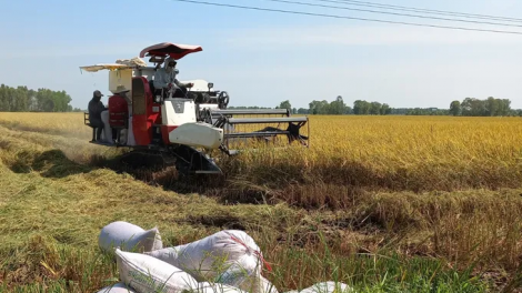 URANG NGAK HAMU LAM PONG HADEI DI YUAK KUAK PIAH PASIAM HALUK TANEH